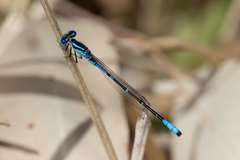 Austroagrion cyane