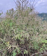 Lepidaploa canescens