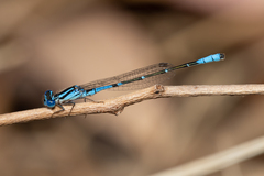 Austroagrion cyane