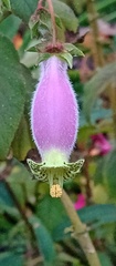 Kohleria affinis
