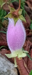 Kohleria affinis