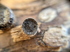 Biscogniauxia marginata