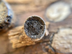 Biscogniauxia marginata