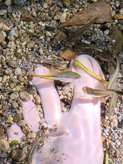 Xiphophorus hellerii