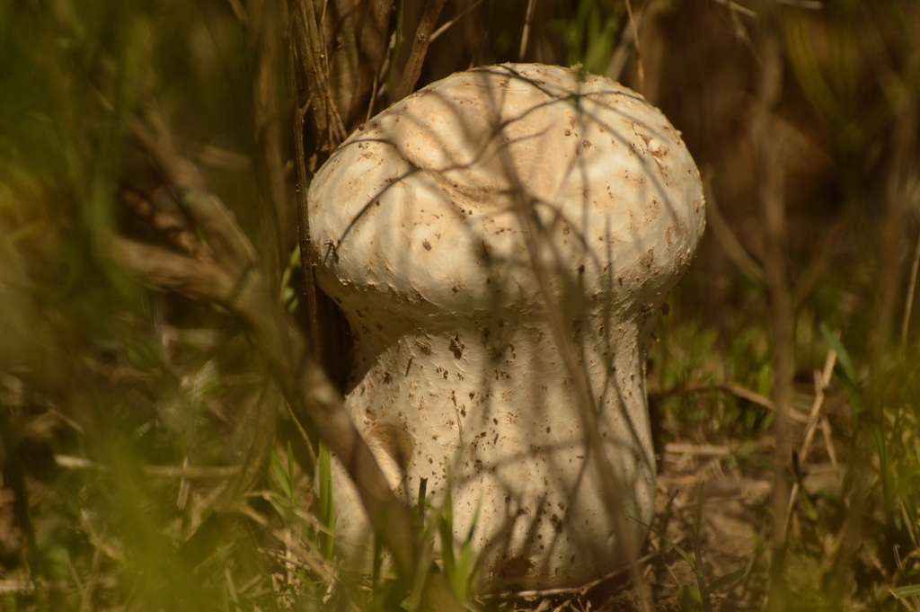 Calvatia cyathiformis · February 2021 · photo: © andreaargentinat (iNaturalist, cc-by)