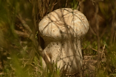 Calvatia cyathiformis