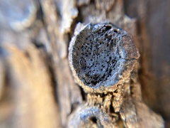 Biscogniauxia marginata