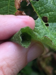 Haritalodes derogata