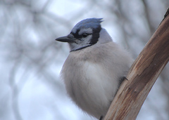 Cyanocitta cristata image