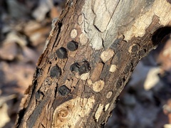 Biscogniauxia marginata