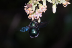 Xylocopa bombylans