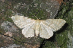 Idaea dilutaria