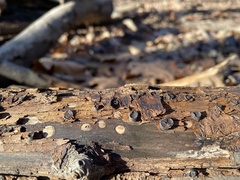 Biscogniauxia marginata