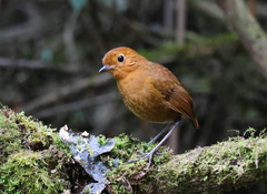 Grallaria saturata