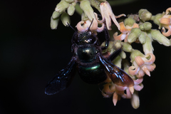 Xylocopa bombylans