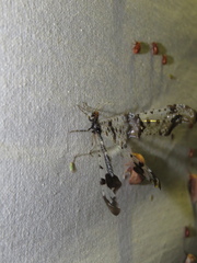 Periclystus circuiter