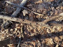 Biscogniauxia marginata