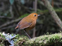 Grallaria saturata