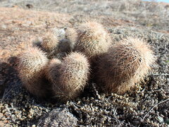 Echinocereus reichenbachii baileyi