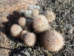 Echinocereus reichenbachii baileyi