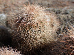 Echinocereus reichenbachii baileyi