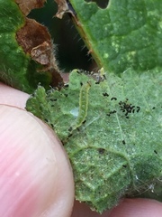 Haritalodes derogata