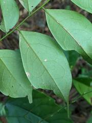 Archidendron lucidum