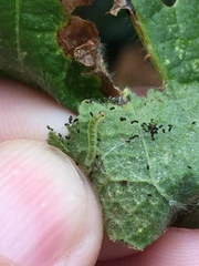 Haritalodes derogata