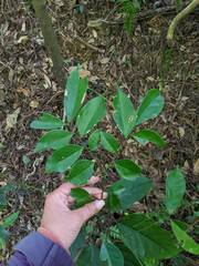 Archidendron lucidum