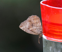 Panyapedaliodes drymaea