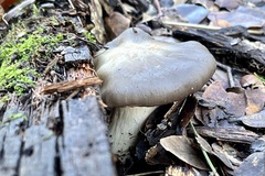 Entoloma ferruginans