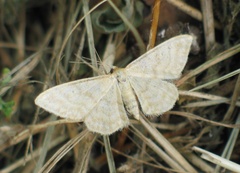Idaea dilutaria