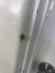 Ocrisiona leucocomis