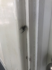 Ocrisiona leucocomis