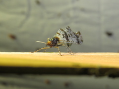 Periclystus circuiter