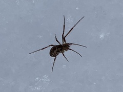 Pityohyphantes