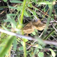 Hydriomena deltoidata