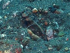 Alpheus ochrostriatus