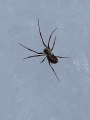 Pityohyphantes