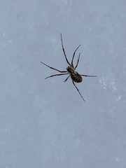 Pityohyphantes