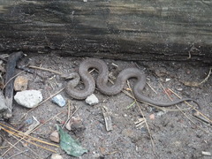 Storeria storerioides