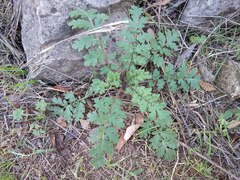 Phacelia congesta