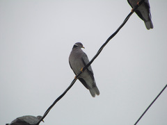 Patagioenas fasciata