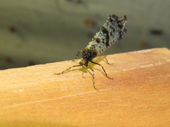 Periclystus circuiter