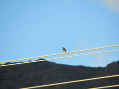 Sturnus vulgaris