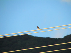 Sturnus vulgaris