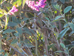 Selasphorus sasin