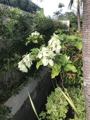 Mussaenda philippica