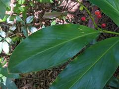 Alpinia intermedia