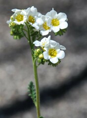 Phacelia brachyloba